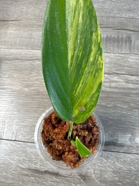 Image 2 of SCINDAPSUS SP RUPESTRIS AUREA (R2)