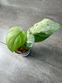 SCINDAPSUS SP SATIN MARBLE (SM1)