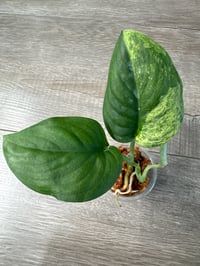 Image 1 of SCINDAPSUS SP SATIN MARBLE (SM2)