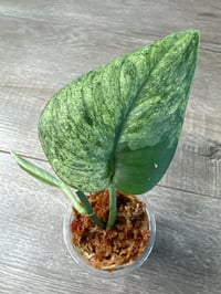 SCINDAPSUS SP SATIN MARBLE (SM3)