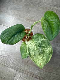 SCINDAPSUS SP SATIN MARBLE (SM4)