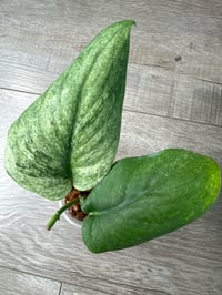 SCINDAPSUS SP SILVER SPLASH (SS1)