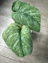 SCINDAPSUS SP SILVER SPLASH (SS2)