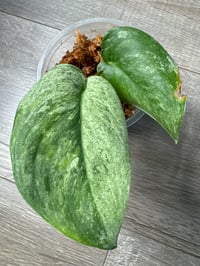SCINDAPSUS SP SILVER SPLASH (SS3)