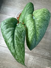 SCINDAPSUS SP SILVER SPLASH (SS5)