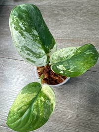 SCINDAPSUS SP JADE SATIN TRICOLOR (JT2)
