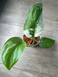 SCINDAPSUS SP JADE SATIN TRICOLOR (JT3)