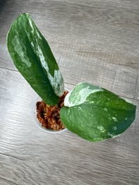SCINDAPSUS SP JADE SATIN TRICOLOR (JT4)