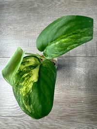 SCINDAPSUS SP JADE SATIN AUREA (JA1)