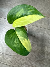 SCINDAPSUS SP JADE SATIN AUREA (JA2)