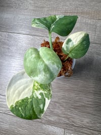 Image 1 of SCINDAPSUS SP MANGURAI (M1)
