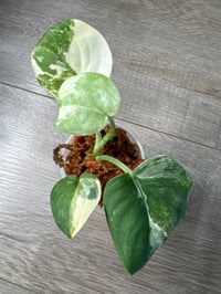 Image 2 of SCINDAPSUS SP MANGURAI (M1)