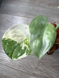 Image 3 of SCINDAPSUS SP MANGURAI (M1)