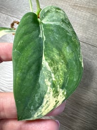 Image 5 of SCINDAPSUS SP MANGURAI (M1)