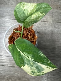 SCINDAPSUS SP MANGURAI (M2)