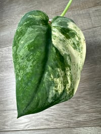 Image 2 of SCINDAPSUS SP MANGURAI (M3)