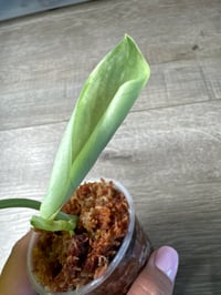 Image 3 of SCINDAPSUS SP MANGURAI (M3)