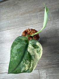 Image 1 of SCINDAPSUS SP MANGURAI (M3)