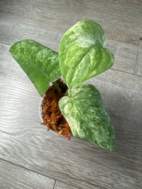 Image 1 of SCINDAPSUS SP MANGURAI (M4)