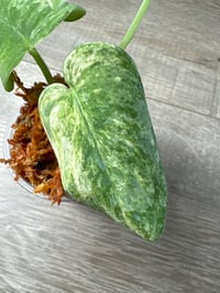 Image 3 of SCINDAPSUS SP MANGURAI (M4)