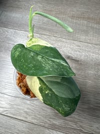 Image 1 of SCINDAPSUS SP MANGURAI (M5)
