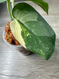 Image 2 of SCINDAPSUS SP MANGURAI (M5)