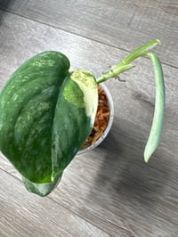 Image 4 of SCINDAPSUS SP MANGURAI (M5)
