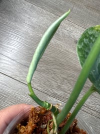 Image 2 of SCINDAPSUS SP EXOTICA AUREA (EA1)