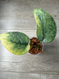 SCINDAPSUS SP EXOTICA AUREA (EA2)