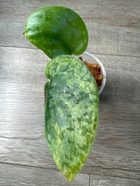 Image 1 of SCINDAPSUS SP EXOTICA AUREA (EA5)