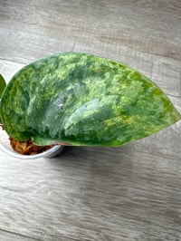 Image 2 of SCINDAPSUS SP EXOTICA AUREA (EA5)