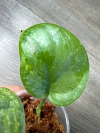 Image 3 of SCINDAPSUS SP EXOTICA AUREA (EA5)