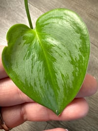Image 2 of SCINDAPSUS RUBICON AUREA (RA3)