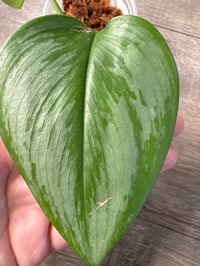 Image 3 of SCINDAPSUS RUBICON AUREA (RA3)