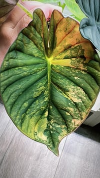 Image 1 of ALOCASIA NEBULA AUREA VARIEGATED CORMS