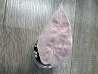 ALOCASIA POLLY MINT/ GHOST STARTER (PG1)