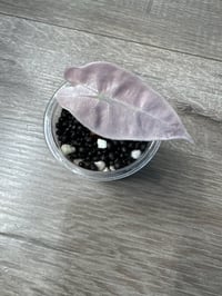ALOCASIA POLLY MINT/ GHOST STARTER (PG2)