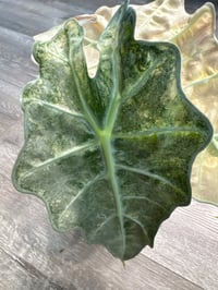 Image 1 of ALOCASIA POLLY GHOST/ MINT CORMS