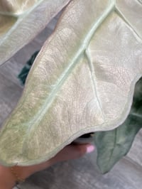 Image 3 of ALOCASIA POLLY GHOST/ MINT CORMS