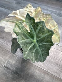 Image 4 of ALOCASIA POLLY GHOST/ MINT CORMS