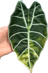 Image 1 of ALOCASIA WATSONIANA MATTE AUREA VARIEGATED CORMS