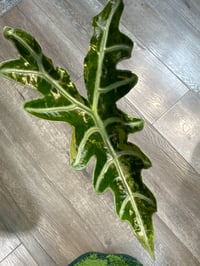 ALOCASIA PINK NOBILIS