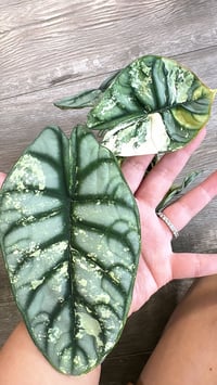 Image 1 of ALOCASIA SILVER DRAGON ALBO CORMS