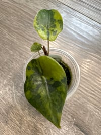 Image 1 of ALOCASIA CHANTRIERI AUREA VARIEGATED CORMS
