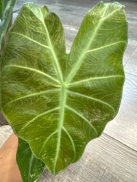 Image 2 of ALOCASIA NAIROBI NIGHTS ALBO CORMS