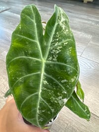 Image 3 of ALOCASIA NAIROBI NIGHTS ALBO CORMS