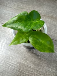 ALOCASIA LONGILOBA AUREA VARIEGATED