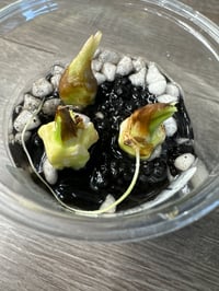 Image 1 of ALOCASIA SINUATA ALBO CORMS