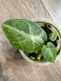 ALOCASIA NINJA ALBO SPLASH STARTER