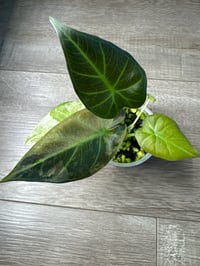 Image 1 of ALOCASIA REGAL SHIELDS ALBO (RS2)